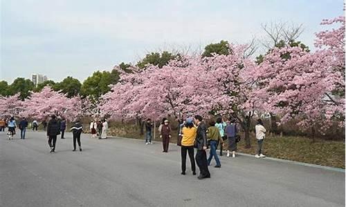 顾村公园樱花开放时间_顾村公园樱花节开幕