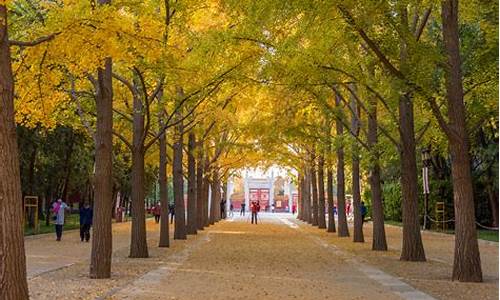 北京地坛公园银杏大道,地坛公园银杏大道有多长