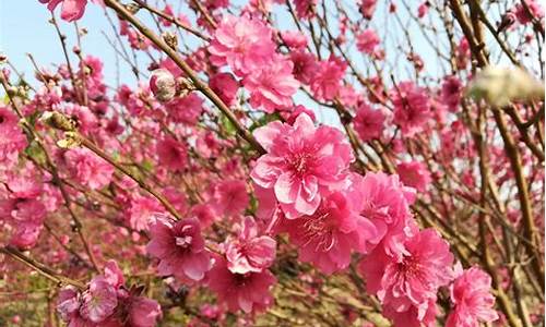 广州石马桃花公园的桃花什么时候开,广州石马桃花公园的桃花什么