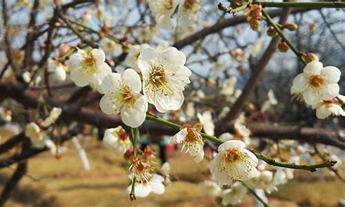 广州萝岗香雪公园梅花节2024年开园吗,广州萝岗香雪公园梅花节2024