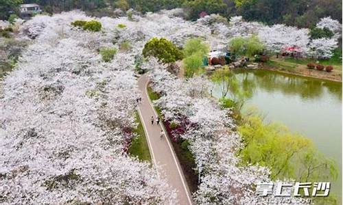 玉湖公园樱花盛开时间,玉湖公园樱花