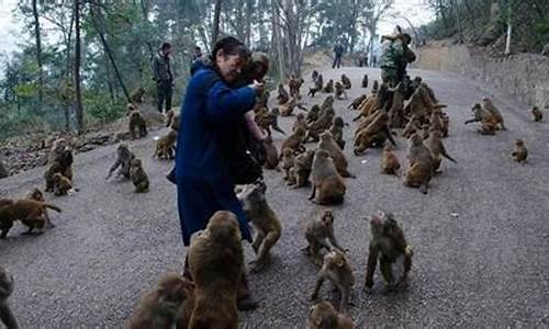 黔灵山公园的猴子饿疯了_黔灵山公园猴子伤人