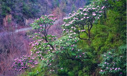 木王森林公园杜鹃花什么时候开_木王国家森林公园