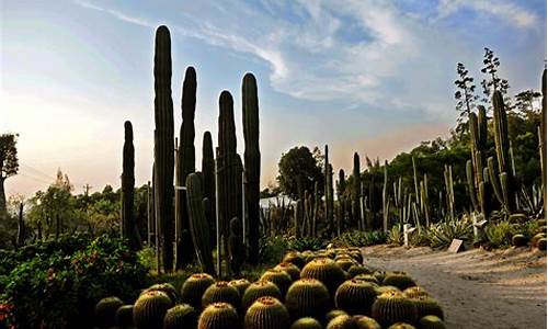 厦门万石植物园在哪_厦门万石植物园攻略