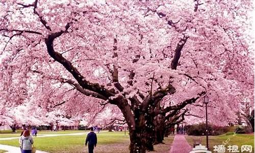 顾村公园樱花节游记,顾村公园樱花门票多少钱