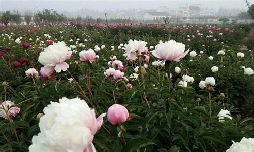 沧州旅游景点京南牡丹生态园_沧州植物园牡丹花开了吗