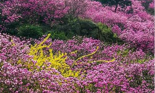 青岛清明节旅游攻略大全-青岛清明节旅游攻略