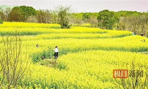 武汉看油菜花最好的地方-武汉森林公园油菜花在哪